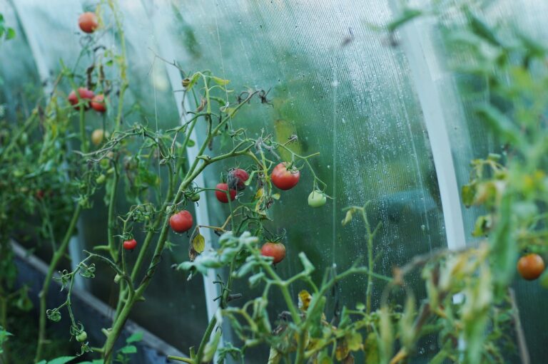 The Role of Canning in Addressing Food Insecurity in Urban Areas